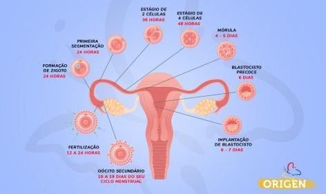 Como Ocorre O Desenvolvimento Embrion Rio Cl Nica Origen