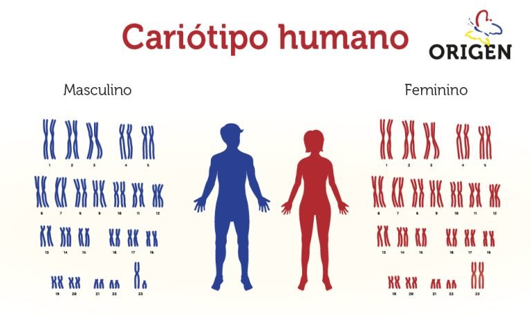 Reprodu O Assistida E Gen Tica O Que Importante Saber Cl Nica