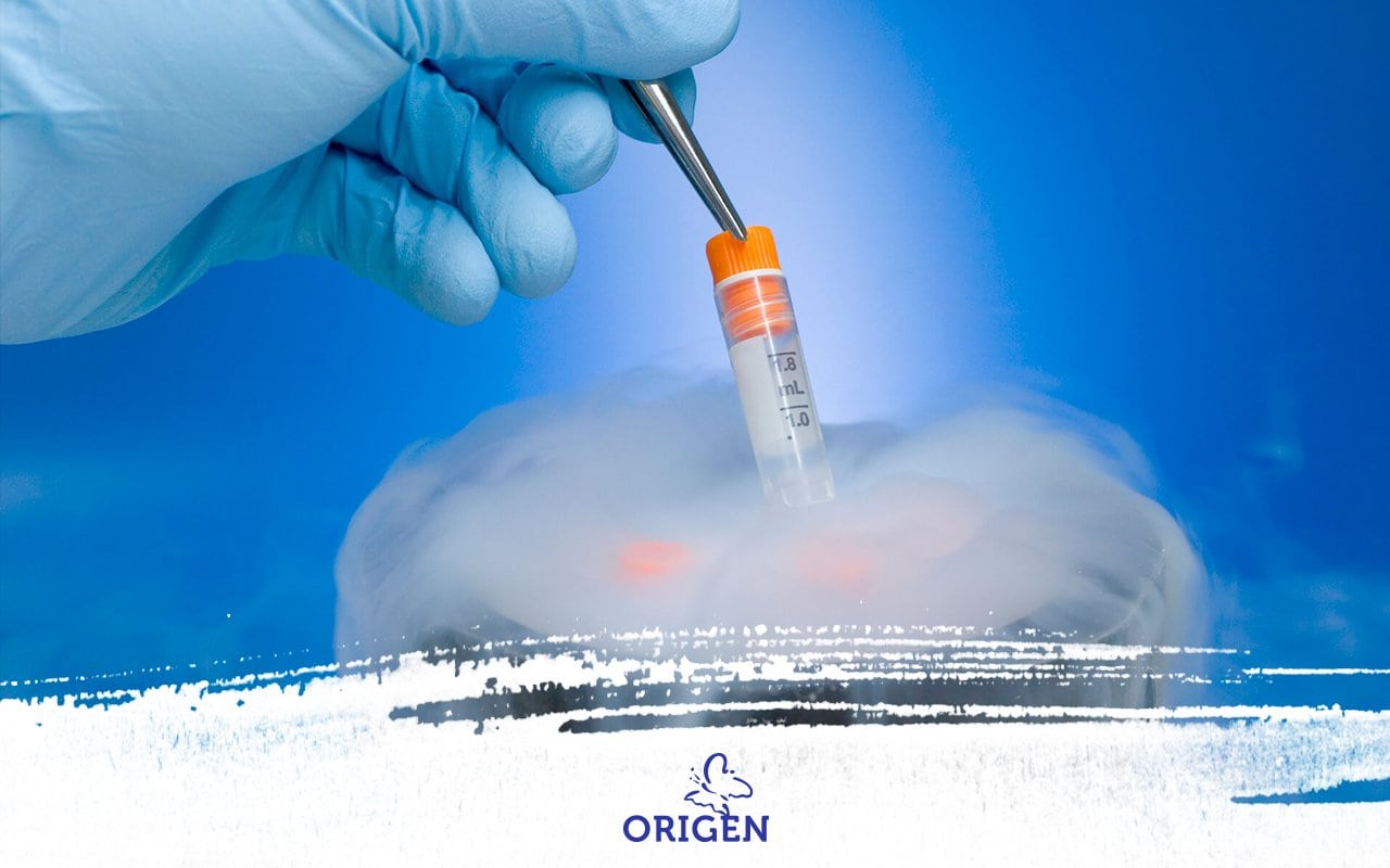 Transferência de embriões congelados