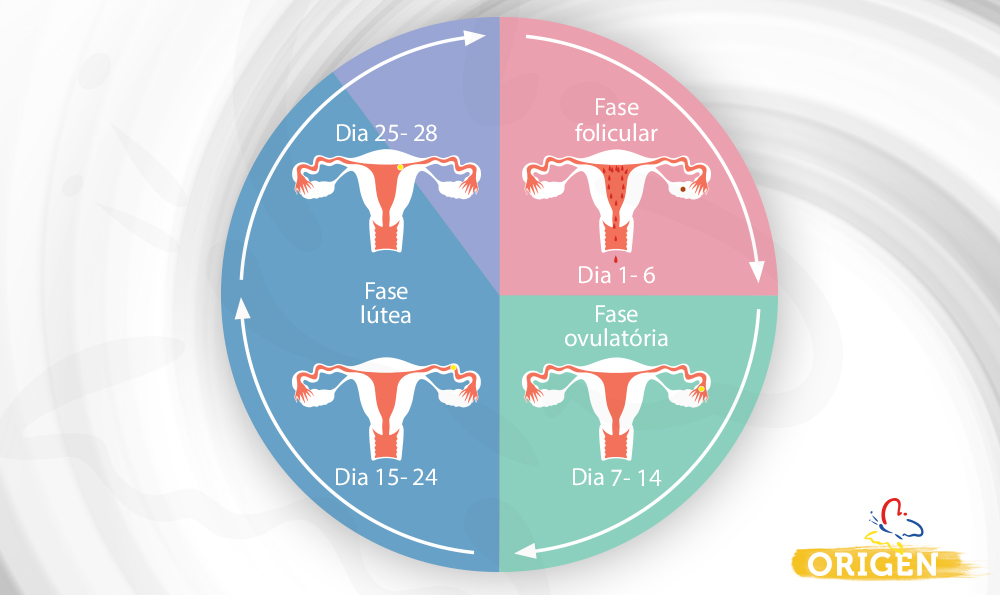 Fases periodo menstrual