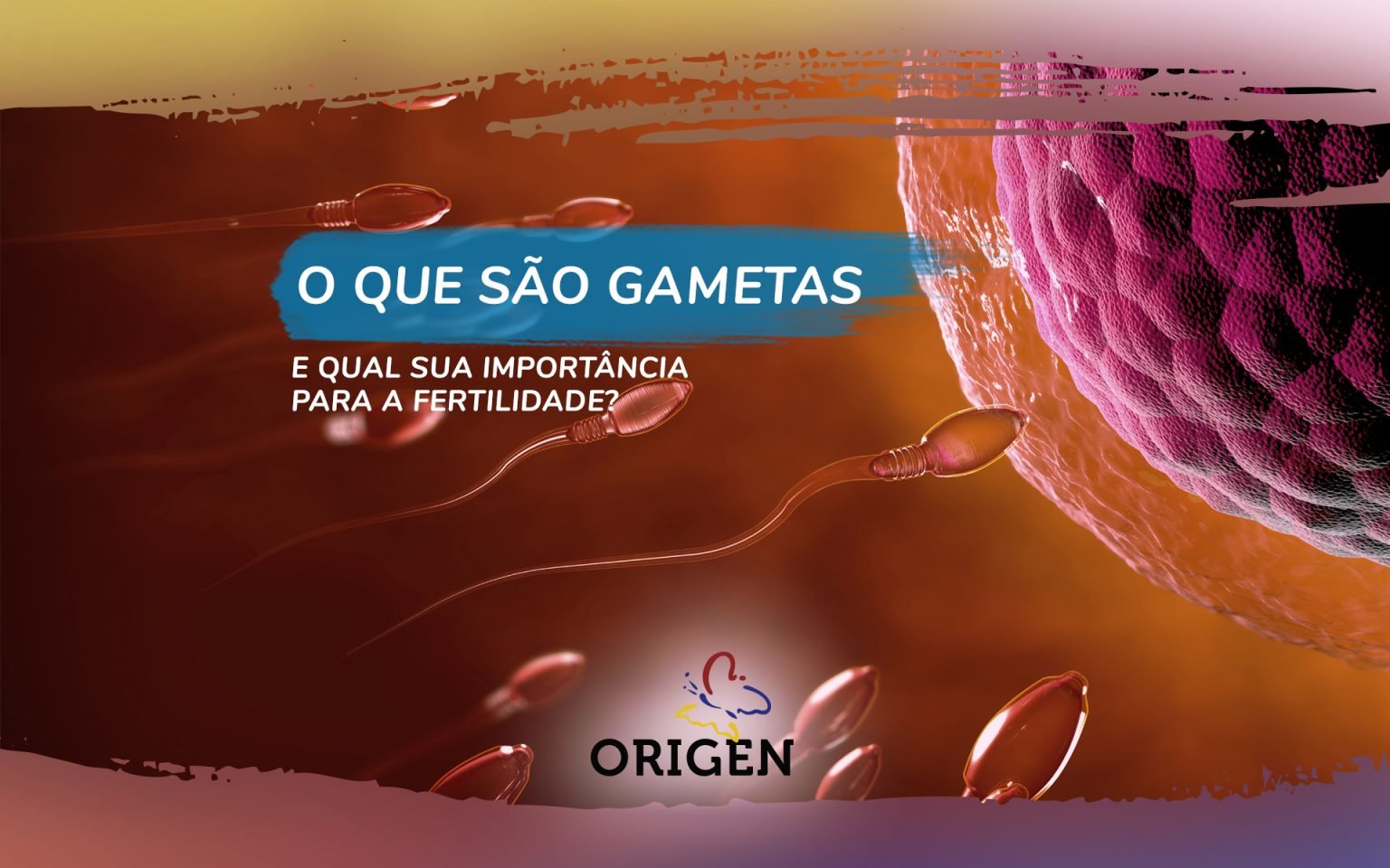 O Que São Gametas E Qual Sua Importância Para A Fertilidade? » Clínica ...