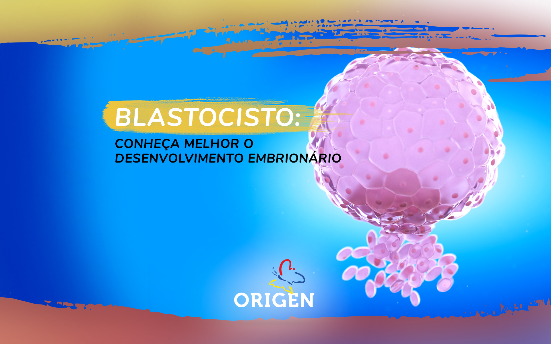 Blastocisto: conheça melhor o desenvolvimento embrionário
