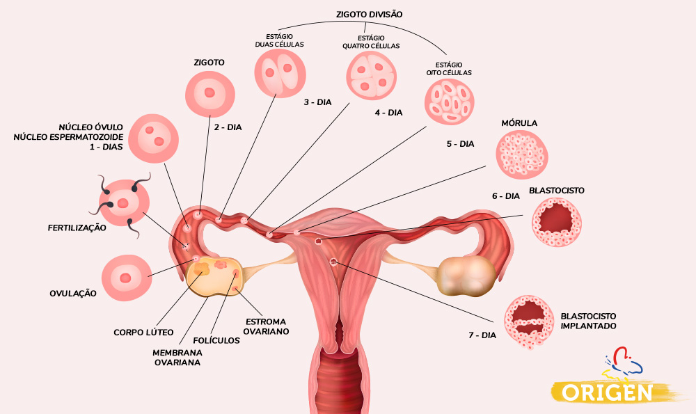 As síndromes que a Menstruação pode revelar - Aprendiz de