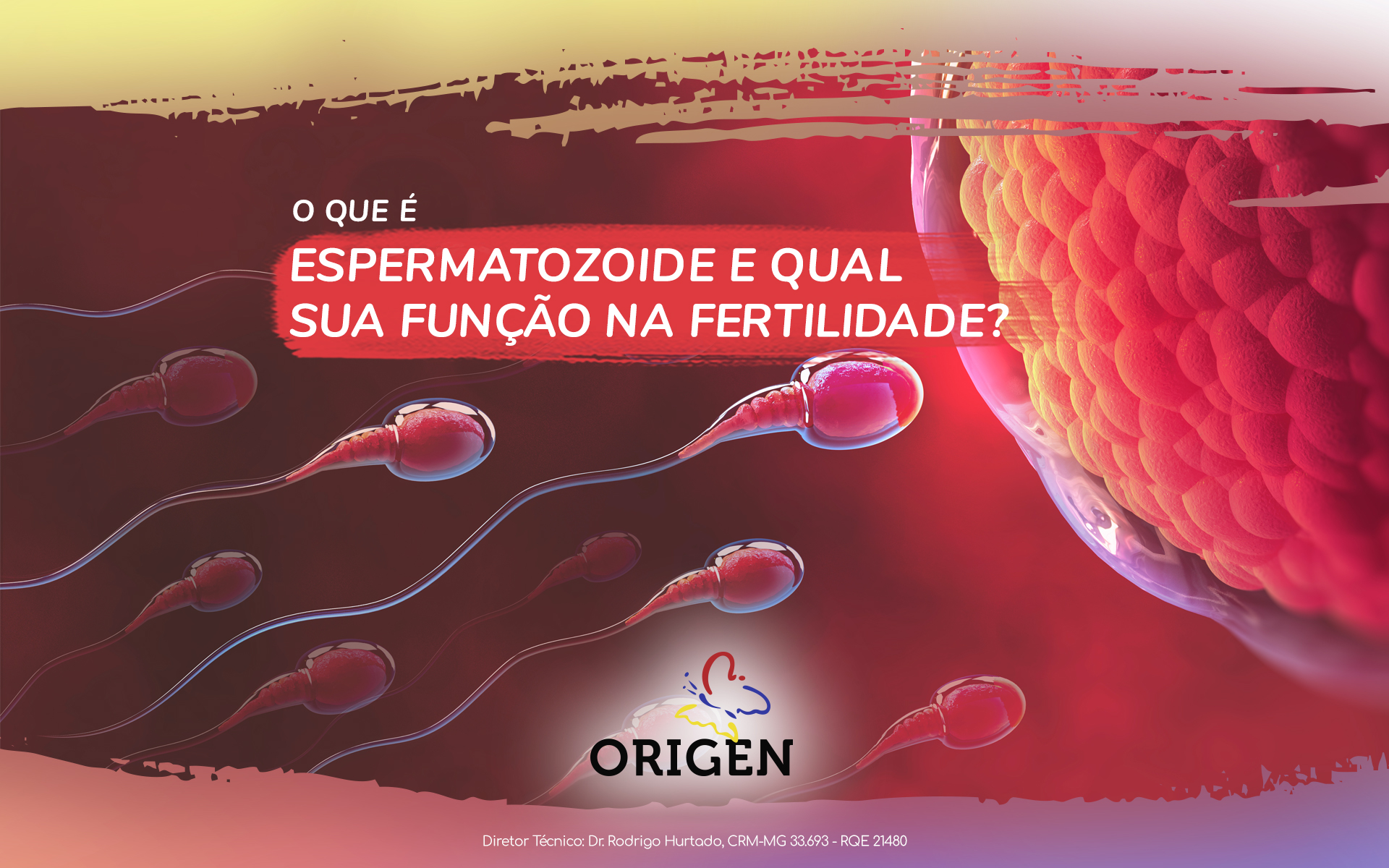 O que é espermatozoide e qual sua função na fertilidade?