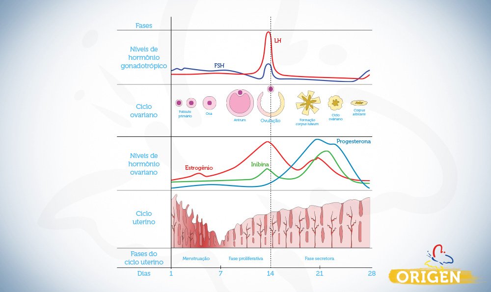 Calendário do ciclo menstrual normal: passo a passo do processo que prepara  o corpo da mulher para a gravidez - Genesis Clínica de Reprodução Humana