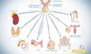 O Que Hip Fise Cl Nica Origen Fertiliza O In Vitro