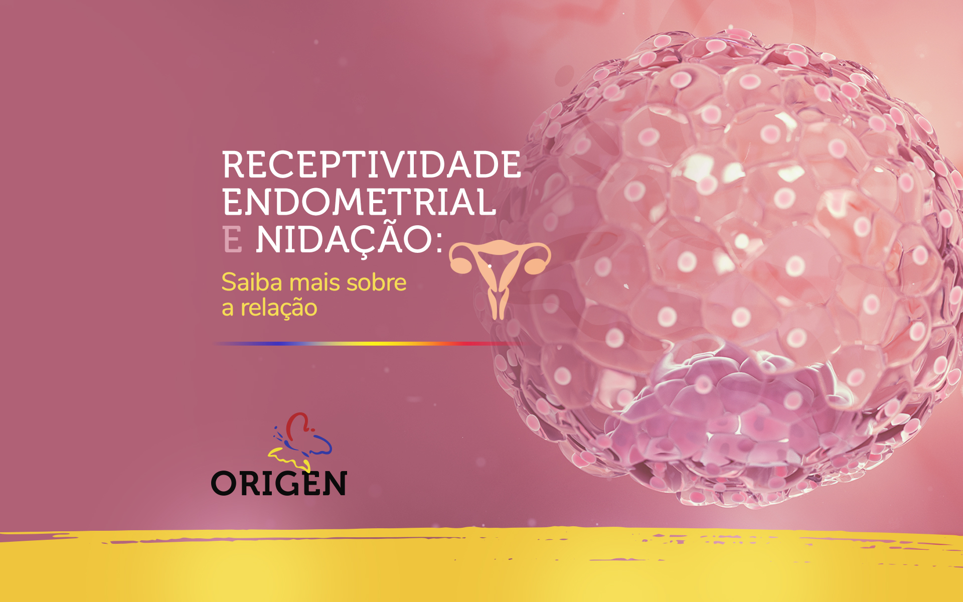 Receptividade endometrial e nidação: saiba mais sobre a relação