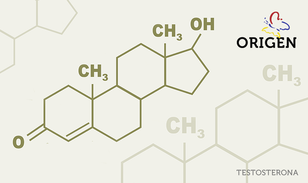 TESTOSTERONA: HOMOAFETIVIDADE: DA IMPORTÂNCIA DO OLHAR