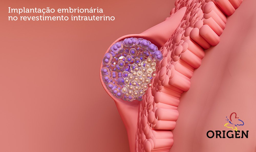 Ovulação, nidação, atraso Menstrual