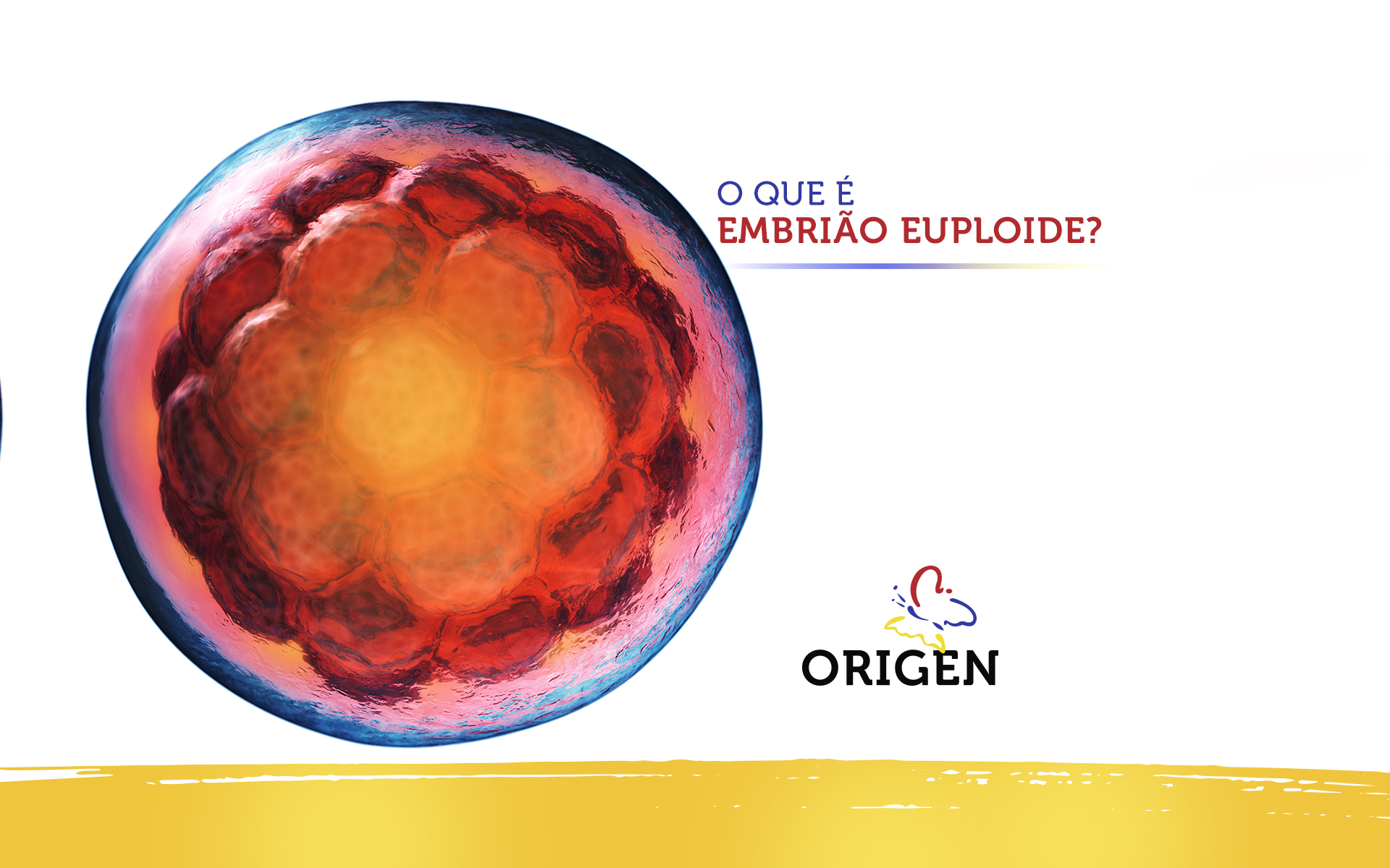 O que é embrião euploide?