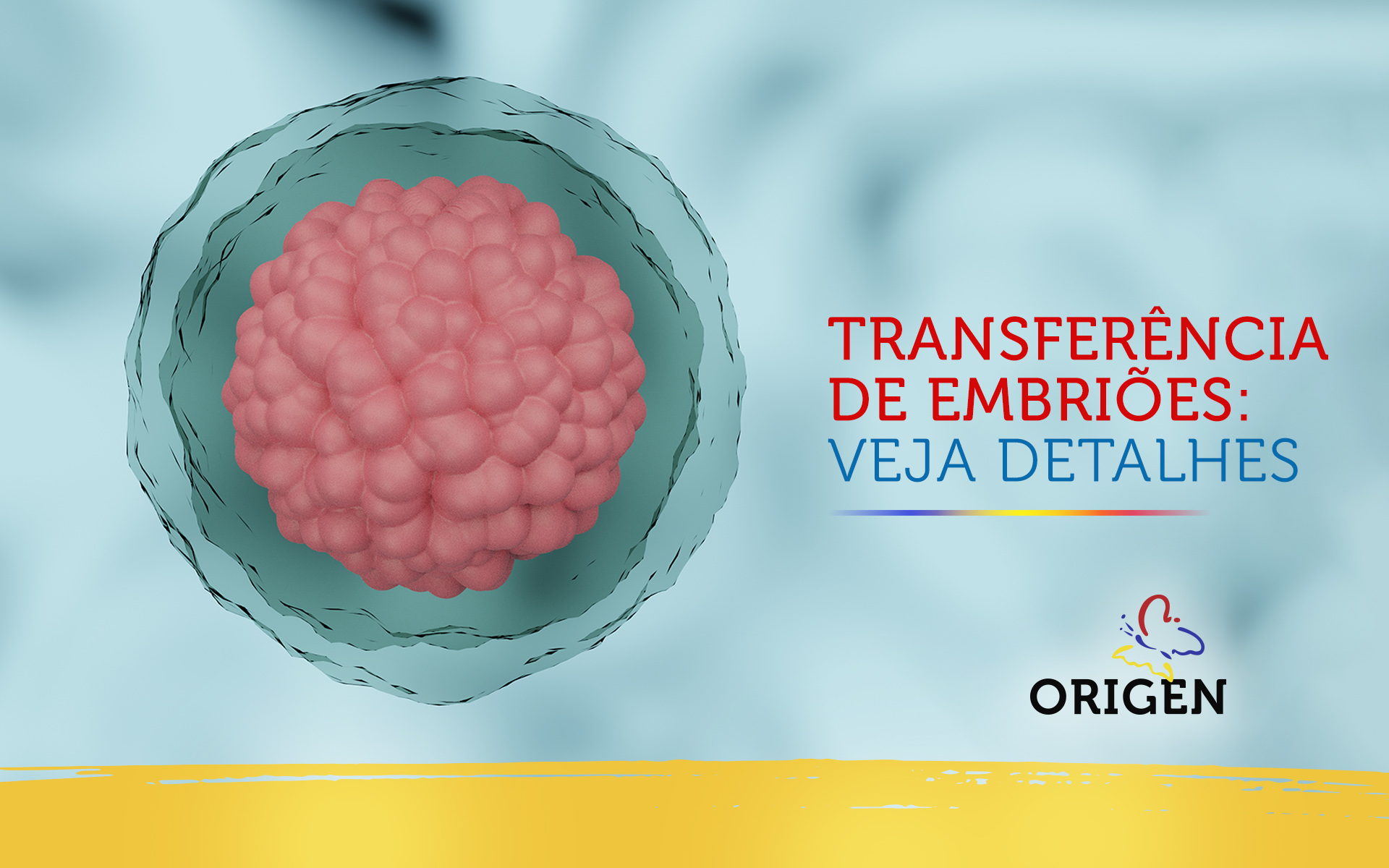 Transferência de embriões: veja detalhes