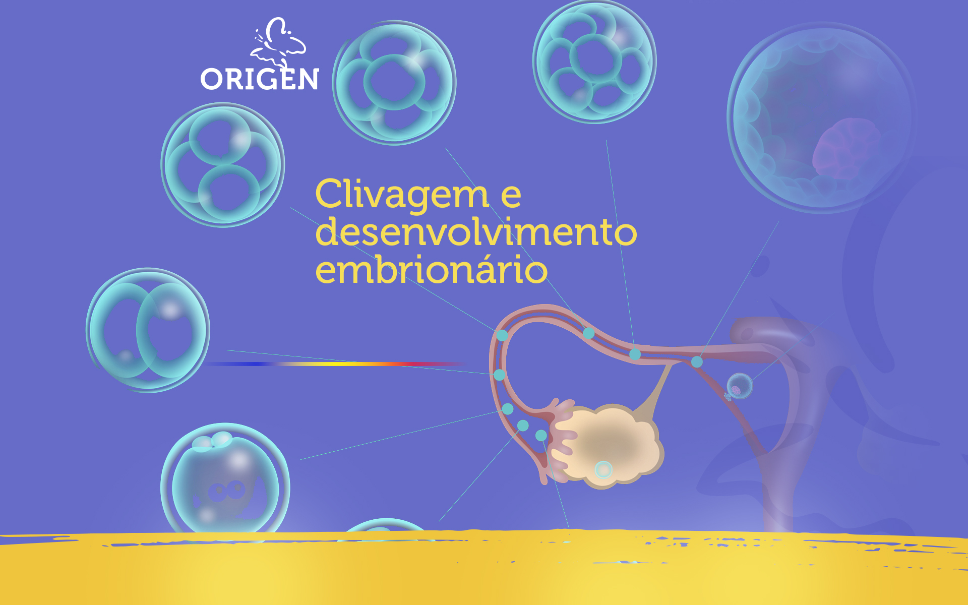 Clivagem e desenvolvimento embrionário