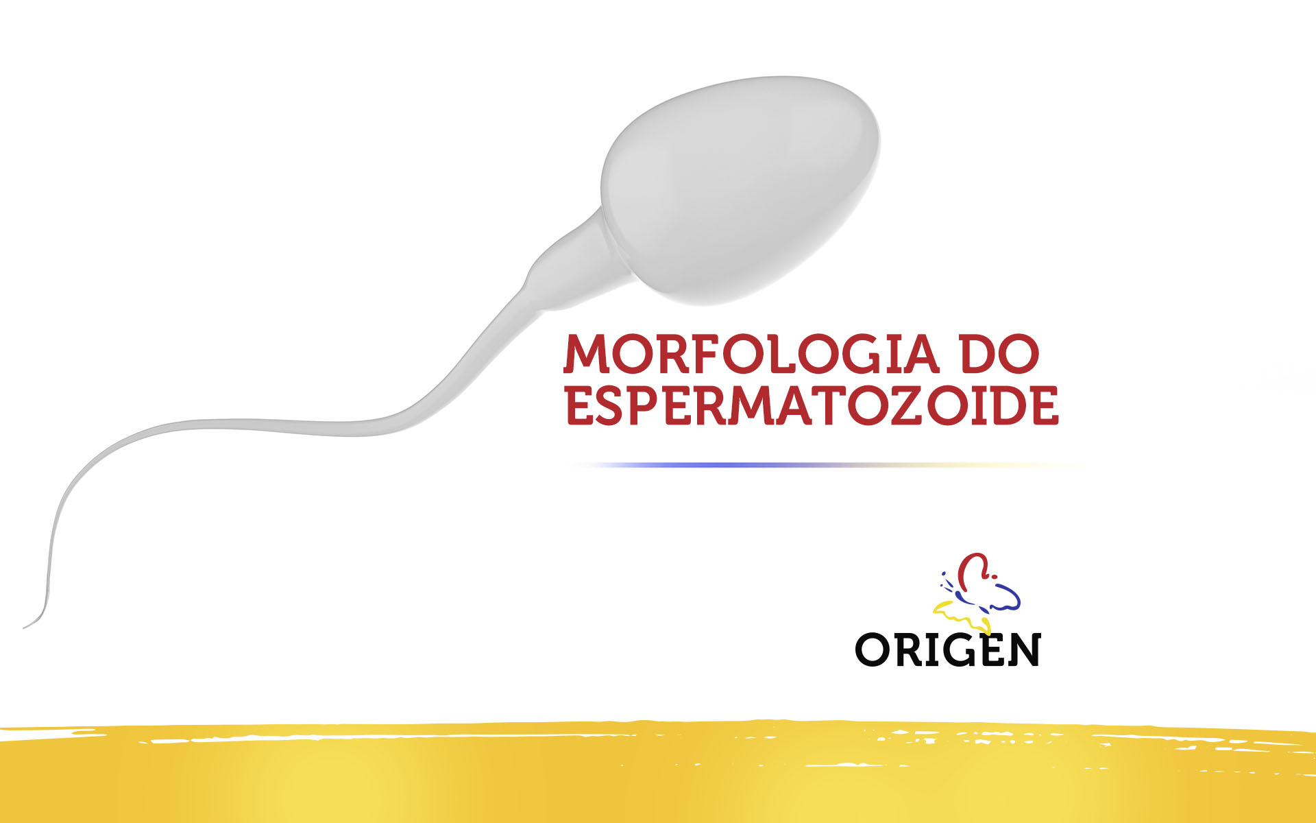 Morfologia do espermatozoide