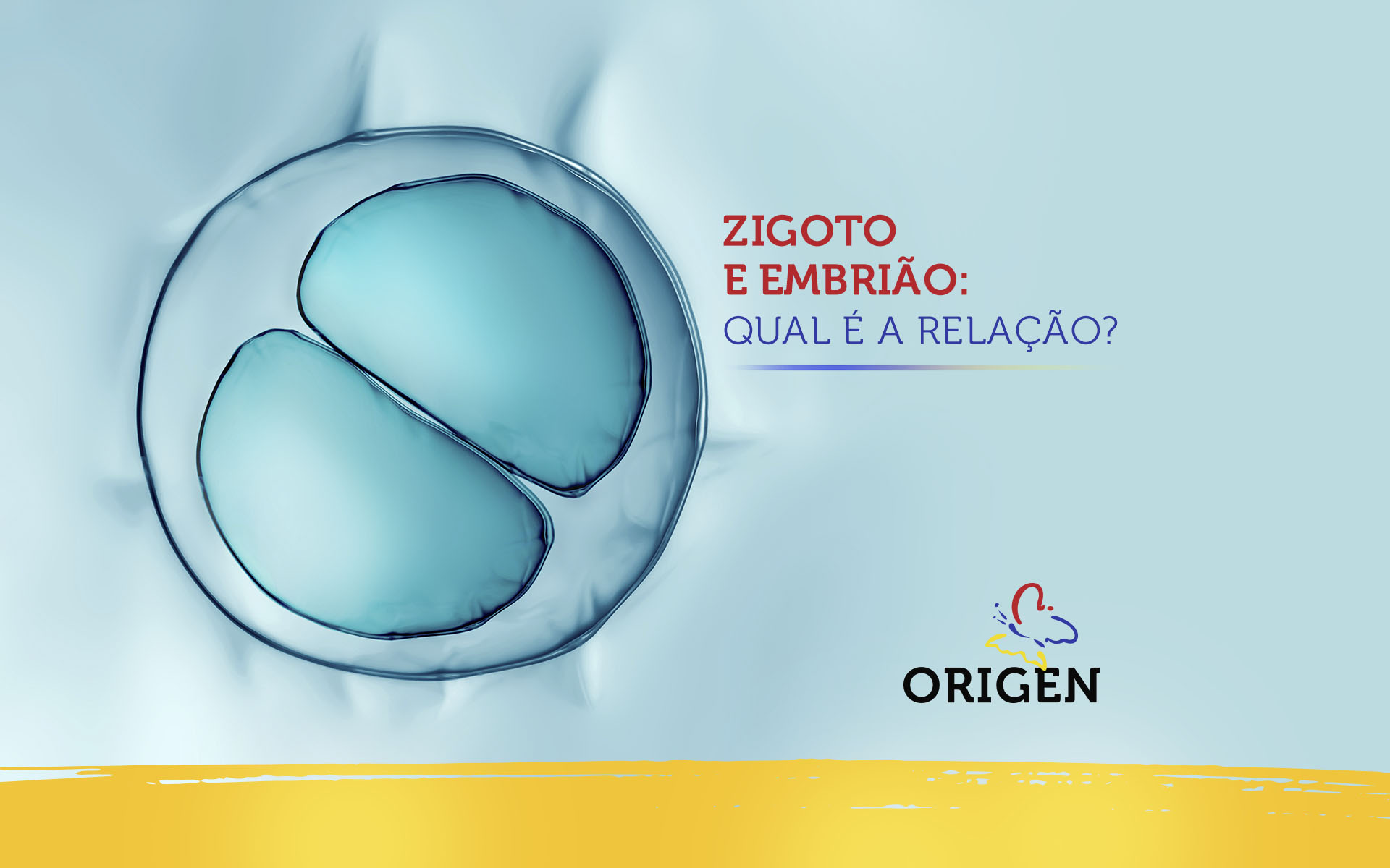 Zigoto e embrião: qual é a relação?