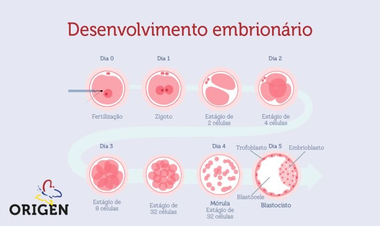 O Que é Cultivo Embrionário E Como é Feito Clínica Origen Fertilização In Vitro