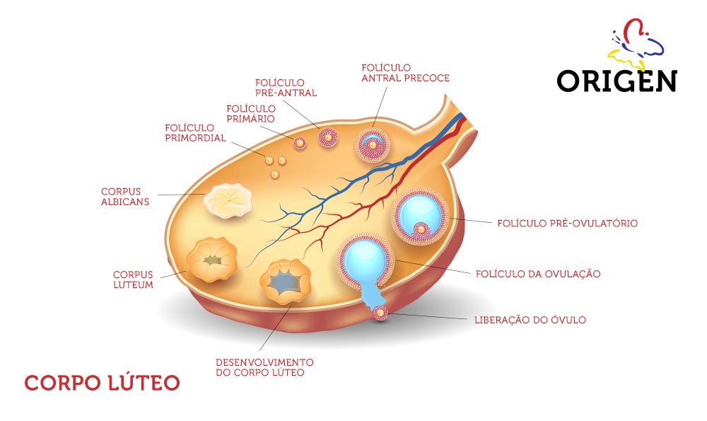 Corpo Lúteo E Folículo Ovariano Qual é A Relação Clínica Origen